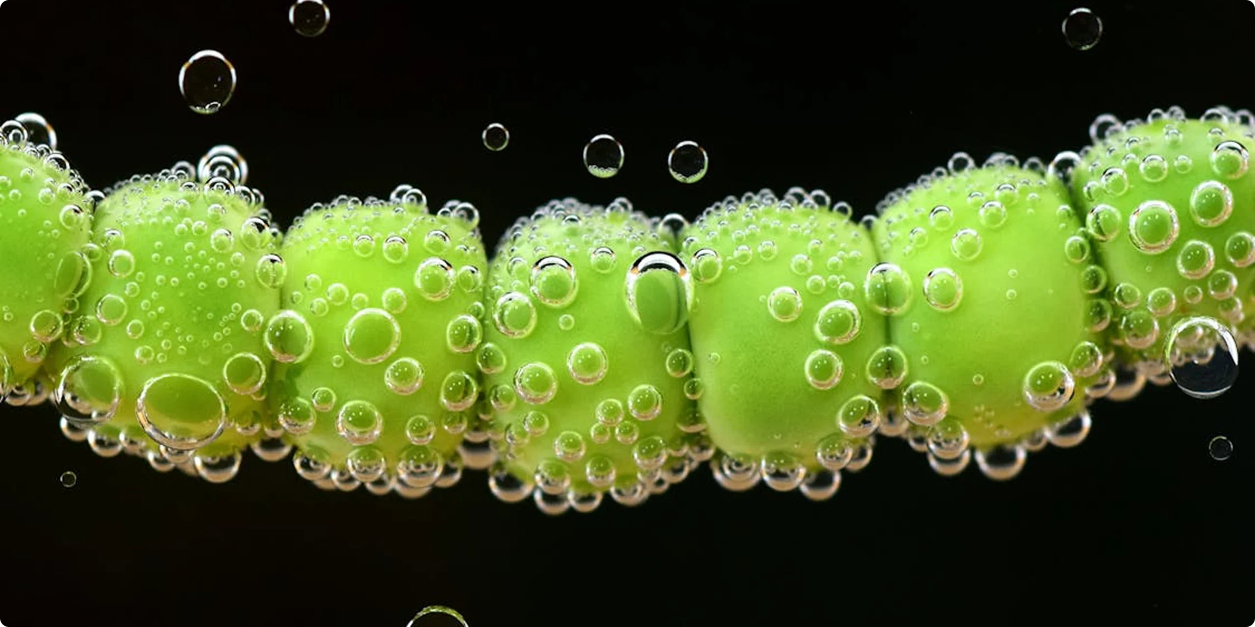 Ray of Hope Gallery 2025: Ten Nature-Inspired Innovations Now Live on AskNature