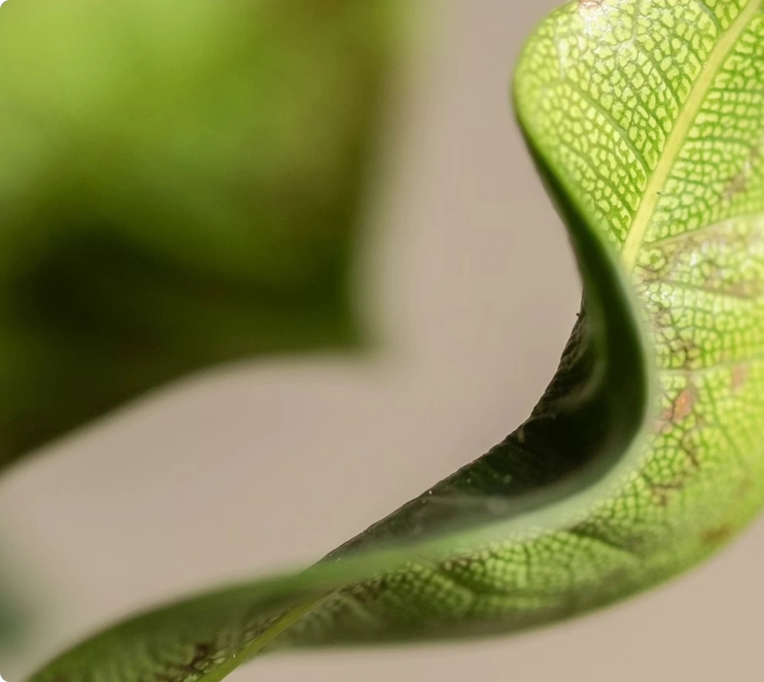 Stefan Esser background